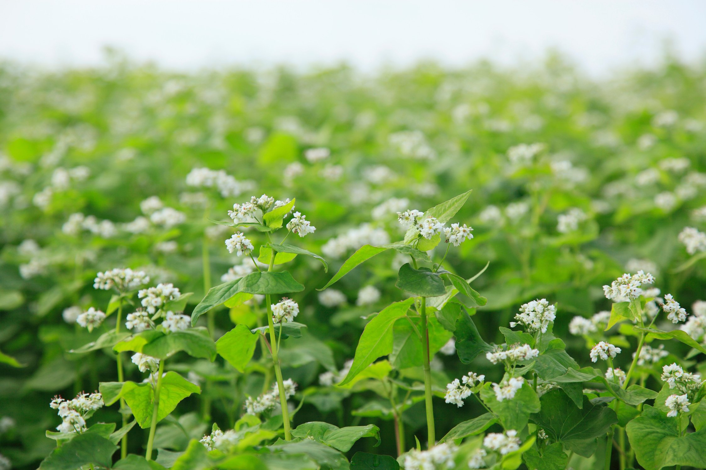 Buckwheat